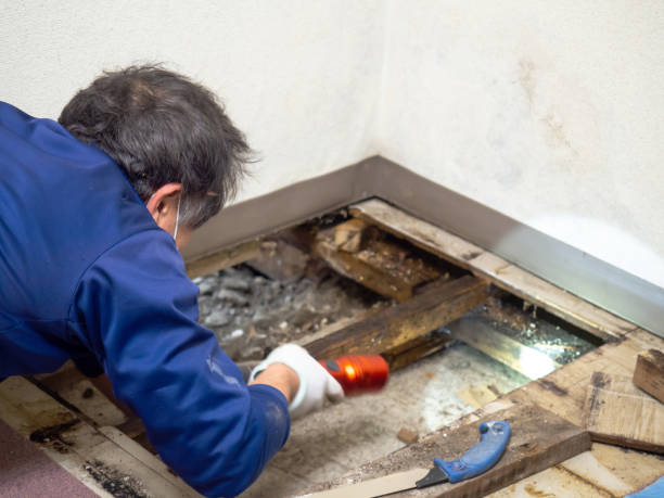 Best Localized Mold Remediation (e.g., coastal areas, humid climates) in Kirtland Af, NM