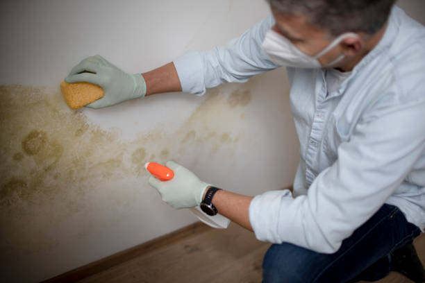 Kirtland Af, NM Mold Remediation Company