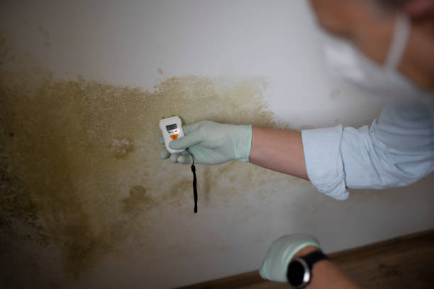 Best Mold Remediation for Specific Building Types in Kirtland Af, NM
